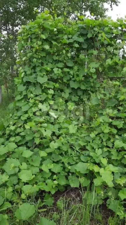 Участок в Тульская область, Ясногорский район, Ревякинское с/пос, № 55 ... - Фото 1