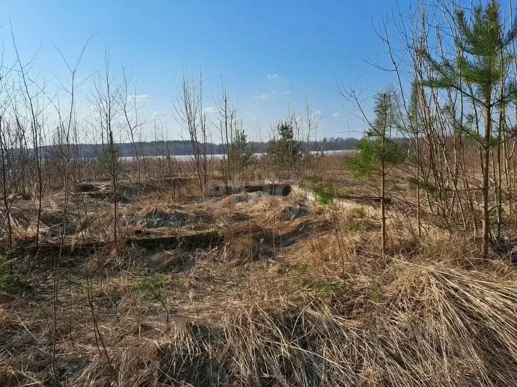 Участок в Псковская область, Невельский муниципальный округ, д. ... - Фото 2