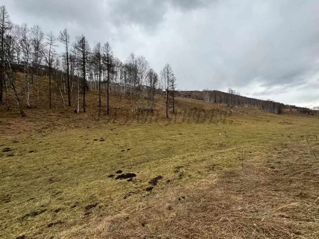 Участок в Алтай, Усть-Коксинский район, с. Тихонькая Центральная ул. ... - Фото 1