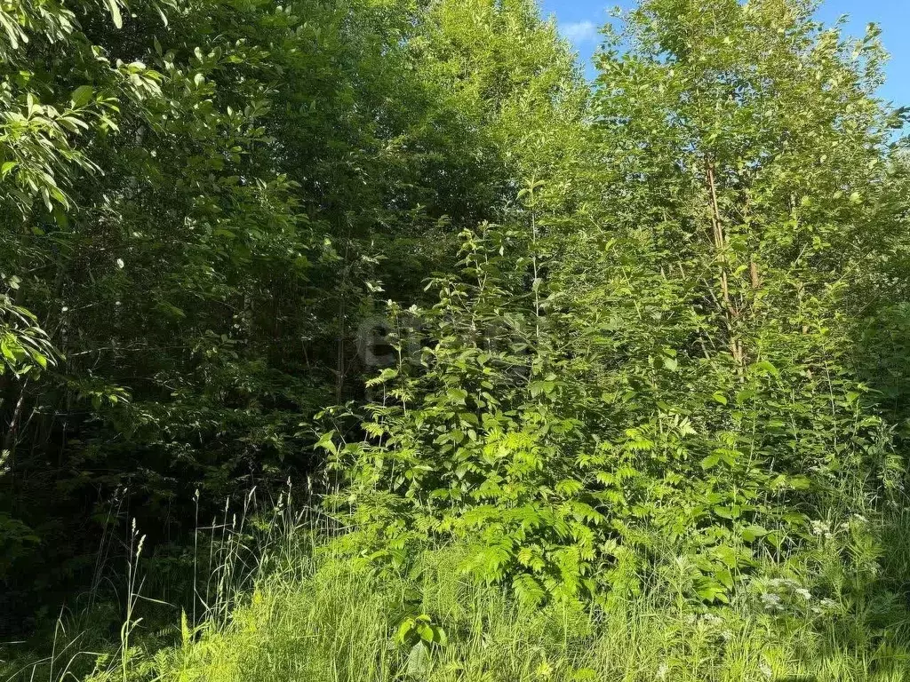 Участок в Вологодская область, Великоустюгский муниципальный округ, ... - Фото 1