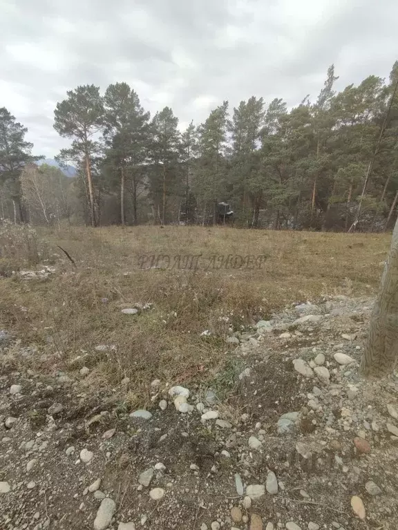 Участок в Алтай, Чемальский район, Узнезинское с/пос, с. Узнезя  (12.0 ... - Фото 2