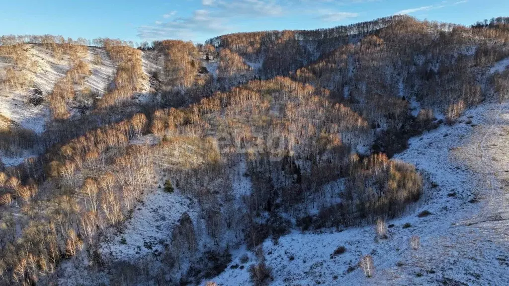 Участок в Алтайский край, Белокуриха Алтайская ул., 165/1 (239.2 сот.) - Фото 1