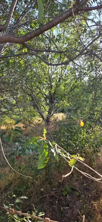 Участок 3 сот. (СНТ, ДНП) - Фото 0