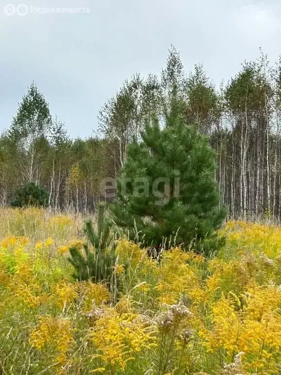 Участок в Санниковский сельсовет (8 м) - Фото 1