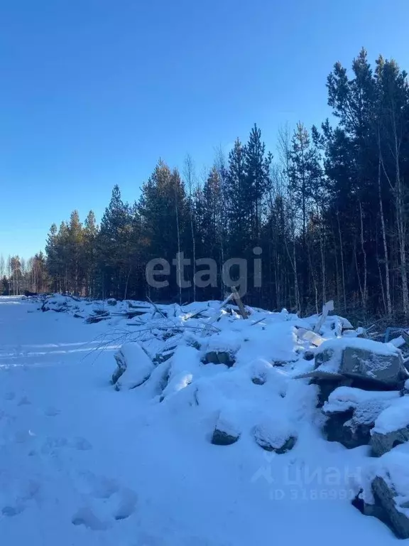 Участок в Свердловская область, Екатеринбург Северка-1 садоводческий ... - Фото 1