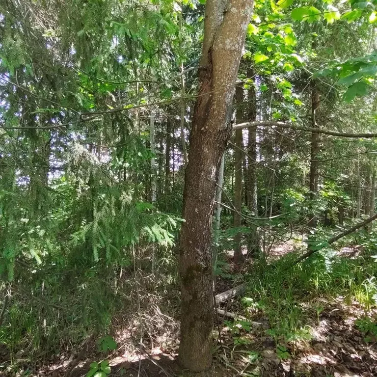 Участок в Московская область, Одинцовский городской округ, д. Сивково, ... - Фото 2