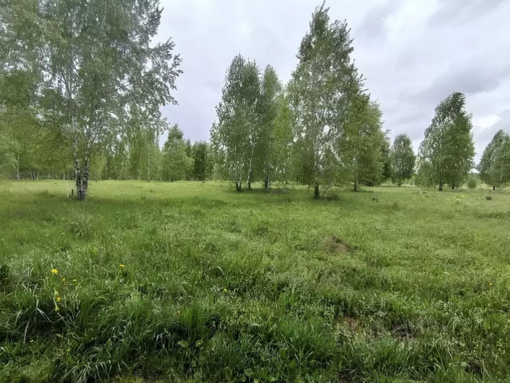 Участок в Новосибирская область, Новосибирский район, Каменский ... - Фото 1