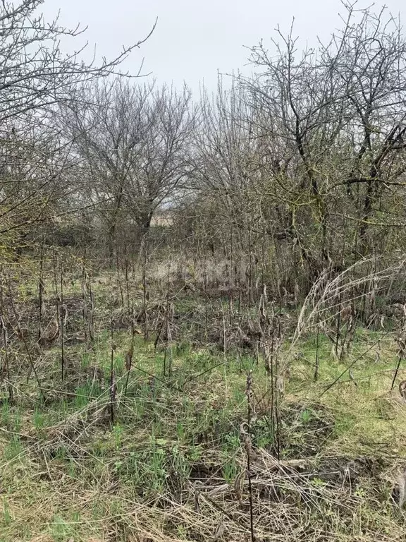 Участок в Белгородская область, Белгородский муниципальный округ, с. ... - Фото 1