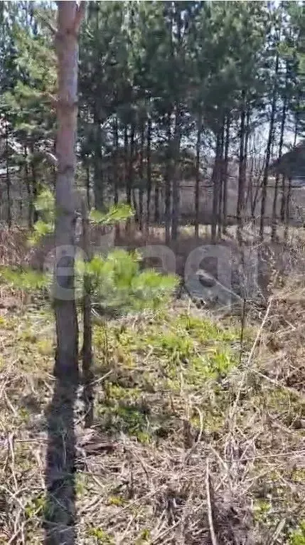 Участок в Свердловская область, Белоярский муниципальный округ, ... - Фото 1