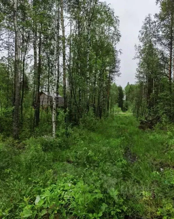 Участок в Архангельская область, Архангельск Исакогорка коллектив ... - Фото 0