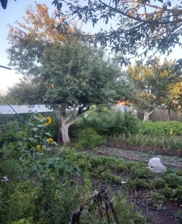 Дом в Брянская область, Брянск Лужаны-2 со,  (50 м) - Фото 1