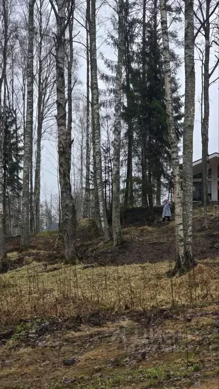Участок в Ленинградская область, Всеволожский район, Куйвозовское ... - Фото 1
