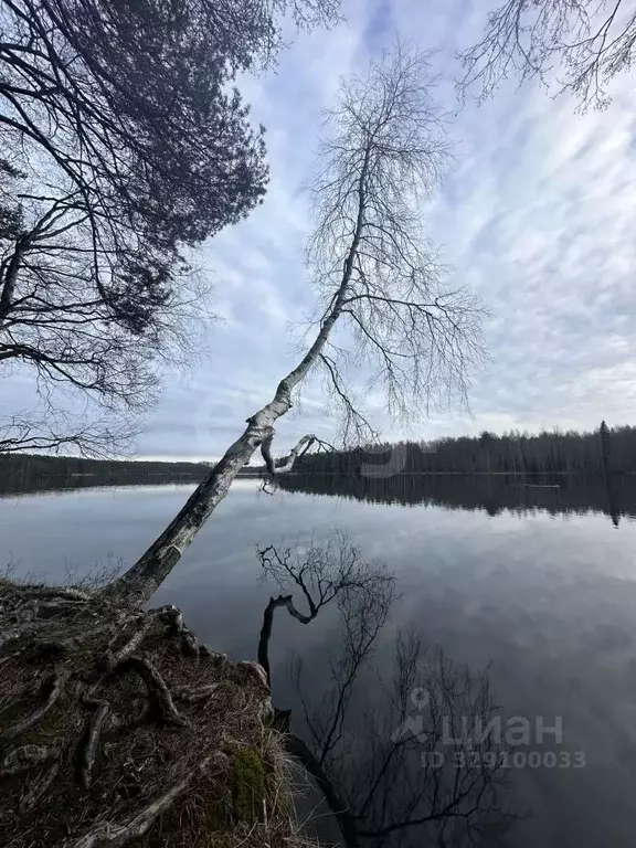 Участок в Ленинградская область, Приозерский район, Сосновское с/пос, ... - Фото 1