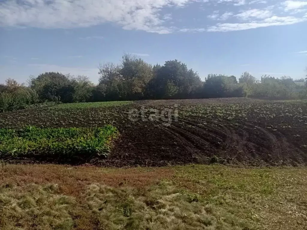 Участок в Белгородская область, Вейделевский район, с. Закутское ул. ... - Фото 0