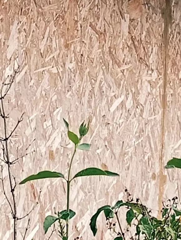 Участок в Башкортостан, Уфа Союз СНТ, 177 (5.0 сот.) - Фото 2