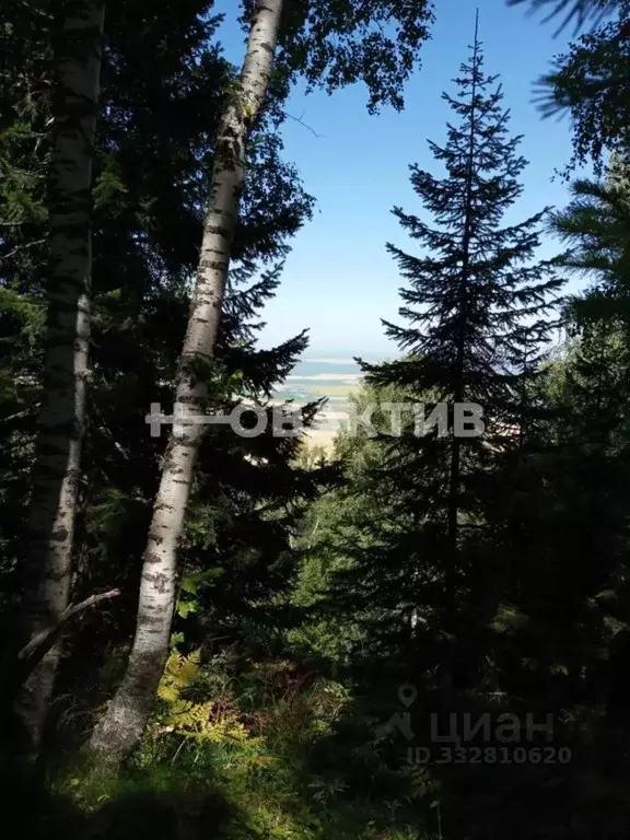 Участок в Алтайский край, Смоленский район, с. Сычевка  (0.5 га.) - Фото 1