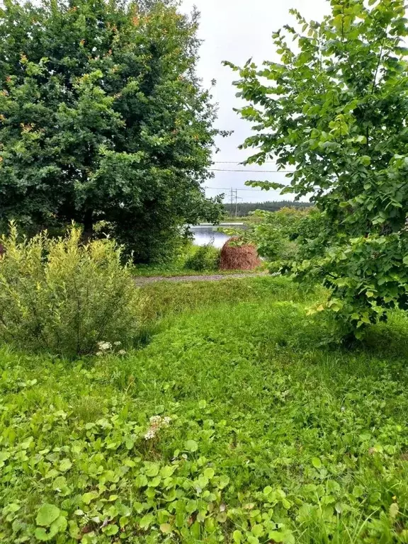 Участок в Новгородская область, Старая Русса ул. Береговая (12.0 сот.) - Фото 2