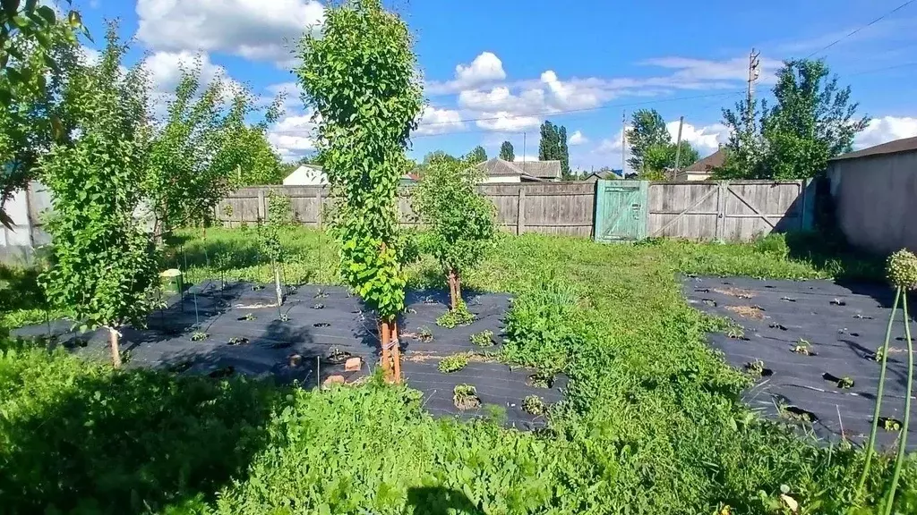 Дом в Саратовская область, Балашов Нижняя ул. (47 м) - Фото 2