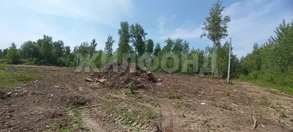 Участок в Новосибирская область, Новосибирский район, Кубовинский ... - Фото 2