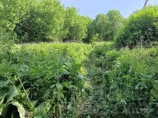 Участок в Липецкая область, Становлянский муниципальный округ, с. ... - Фото 2