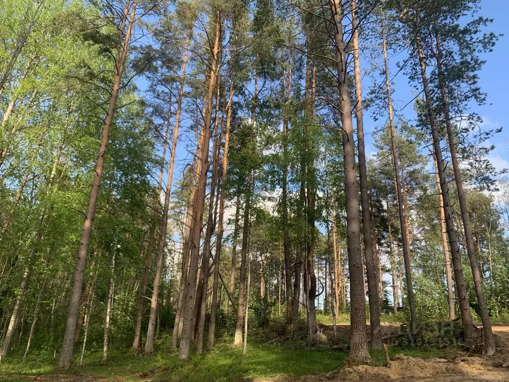 Участок в Ленинградская область, Всеволожский район, Куйвозовское ... - Фото 1