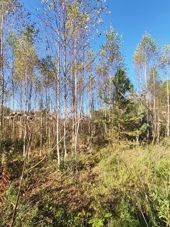 Участок в Ленинградская область, Гатчинский муниципальный округ, д. ... - Фото 1