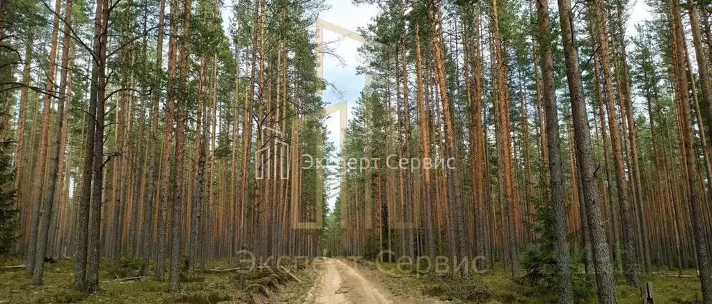 Участок в Ленинградская область, Приозерский район, Красноозерное ... - Фото 2
