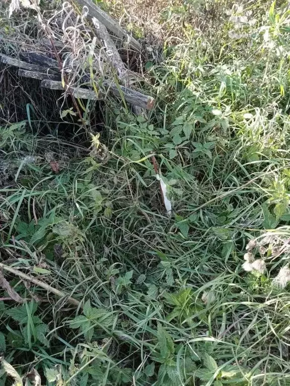 Участок в Тюменская область, Тюмень Садовое товарищество Липовый ... - Фото 1