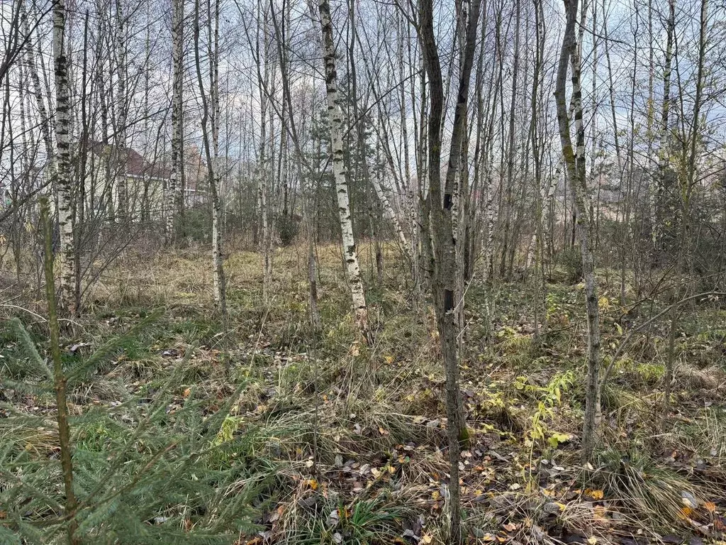 Участок в Московская область, Богородский городской округ, д. Пашуково ... - Фото 1