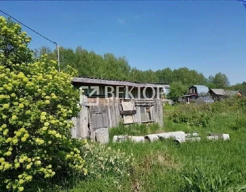 Участок в Костромская область, Кострома Дубки садоводческое ... - Фото 2