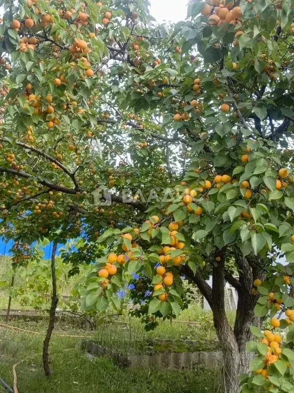 Дом в Саратовская область, Балаковский район, Натальинское ... - Фото 2