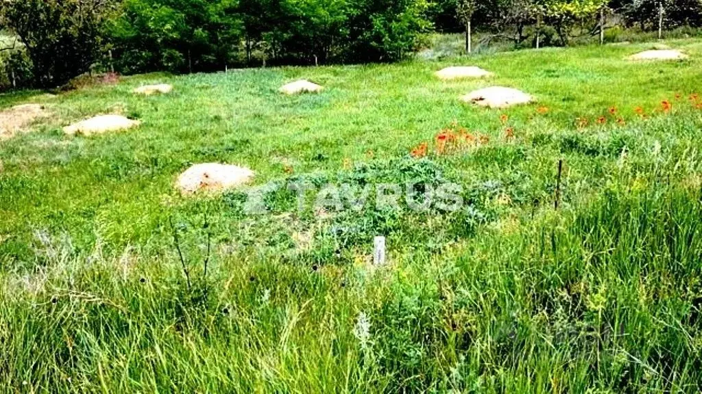 Участок в Крым, Симферопольский район, с. Трудовое, СТ Цветовод СНТ ... - Фото 1