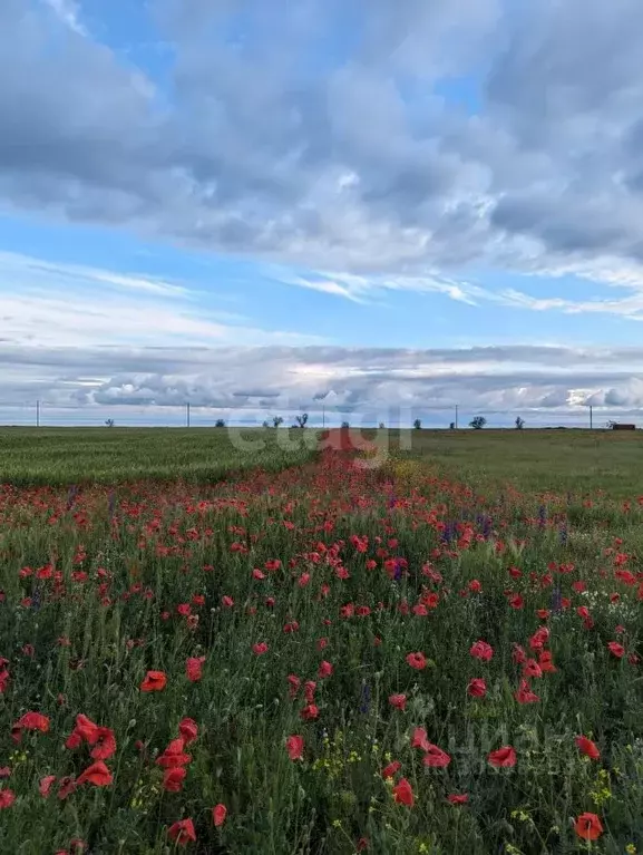 участок в крым, черноморский район, с. окуневка (19.44 сот.) - Фото 0