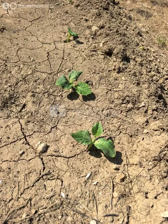 Участок в Новосельское, СНТ Таврия, Кизиловая улица (6 м) - Фото 2