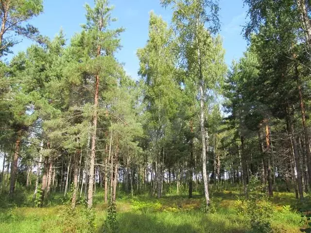 Участок 31,3 сот. (СНТ, ДНП) - Фото 0