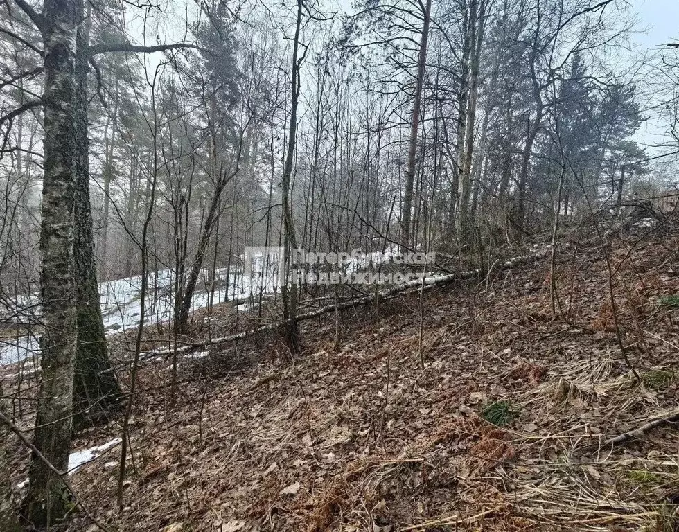 Участок в Ленинградская область, Выборгский район, Первомайское с/пос, ... - Фото 1