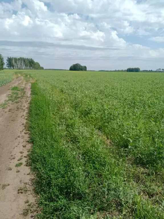 Участок в Омская область, Большереченский район, с. ... - Фото 1