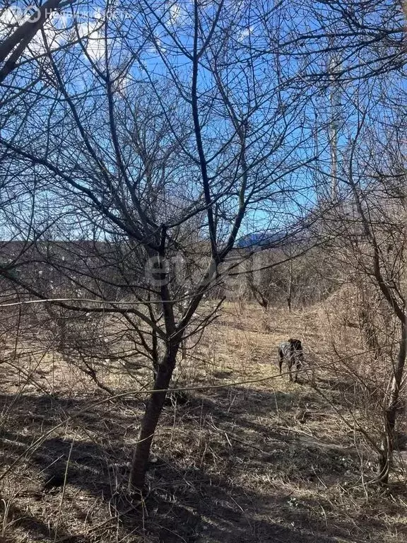 Участок в Мишкинское сельское поселение, садоводческое товарищество ... - Фото 0