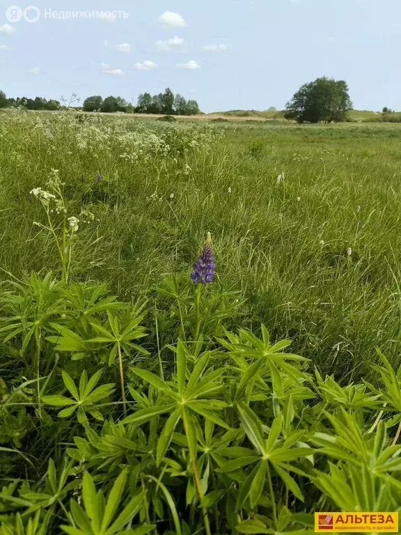 Участок в Калининградская область, Зеленоградский муниципальный округ, ... - Фото 1
