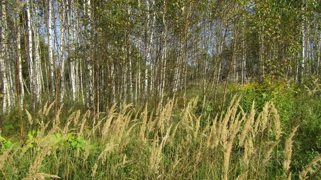 Участок в Московская область, Рузский муниципальный округ, д. Лобково  ... - Фото 1