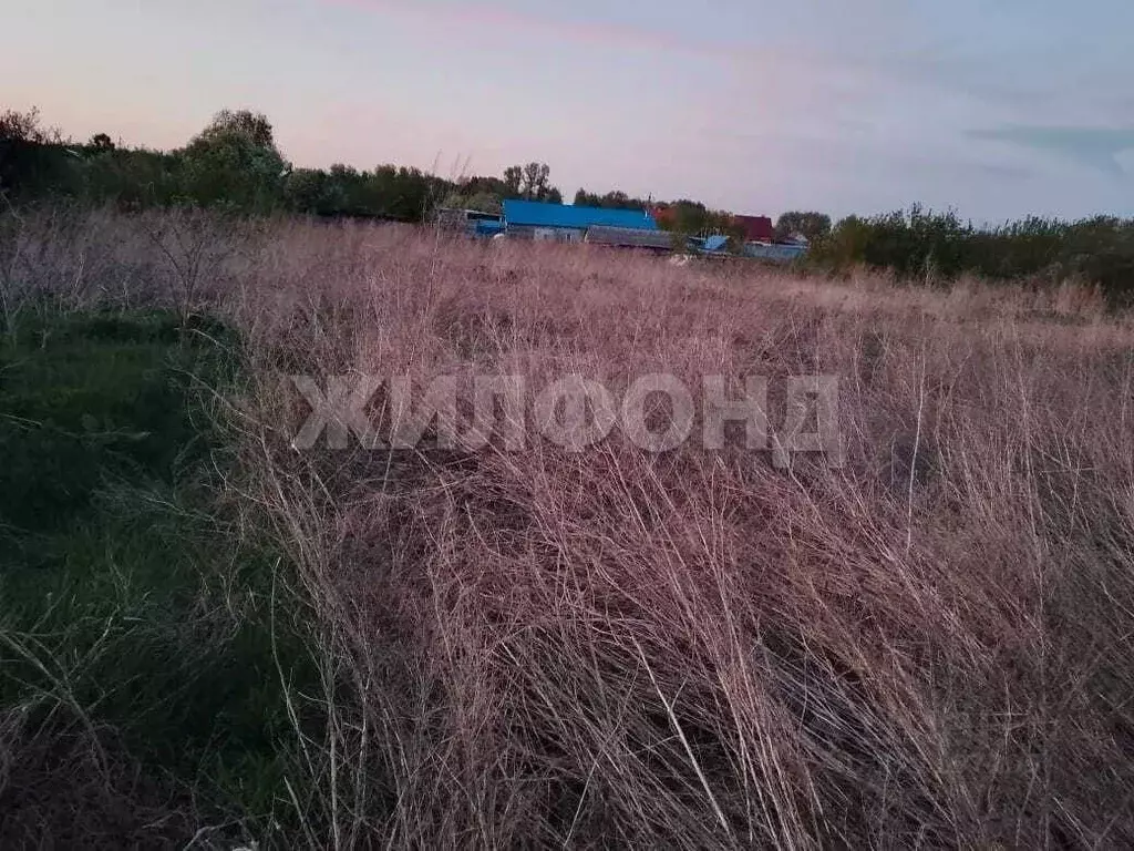 Участок в Новосибирская область, Колыванский район, с. Скала ул. Мира, ... - Фото 0