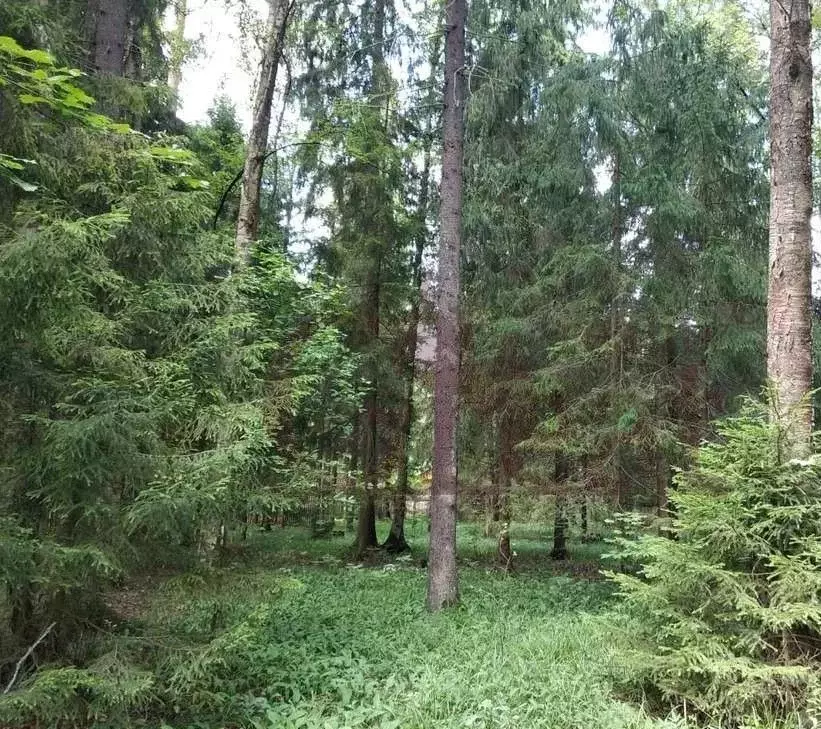 Участок в Московская область, Пушкинский городской округ, ... - Фото 2