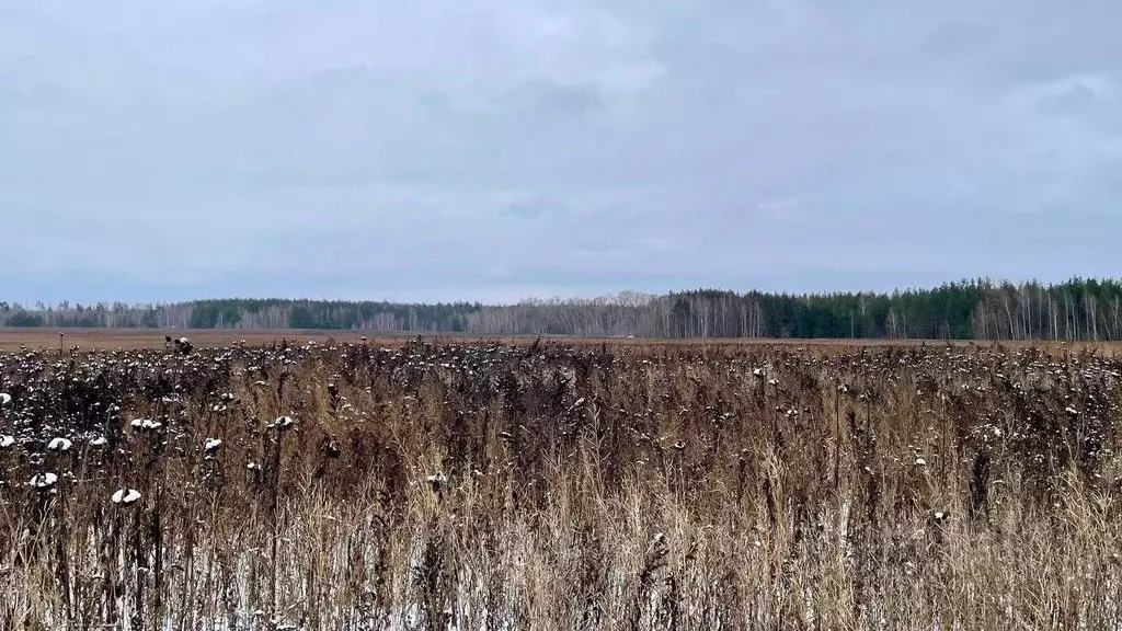 Участок в Татарстан, Лаишевский район, Песчано-Ковалинское с/пос  ... - Фото 1