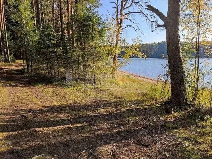 Участок в Новгородская область, Любытинское с/пос, д. Красная Гора 4Д ... - Фото 2