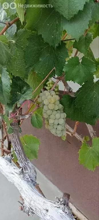 Дом в Черноморский район, село Новосельское (46.2 м) - Фото 1