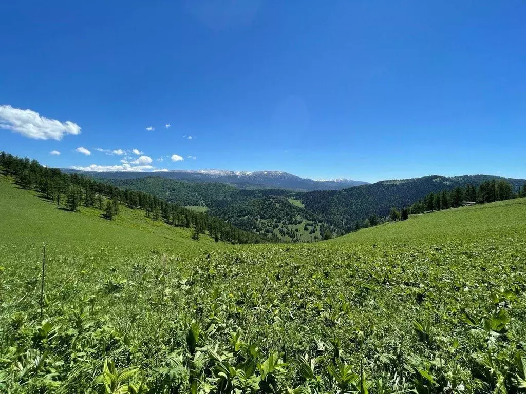 Участок в Алтай, Чемальский район, Элекмонарское с/пос, Седьмое Небо ... - Фото 1