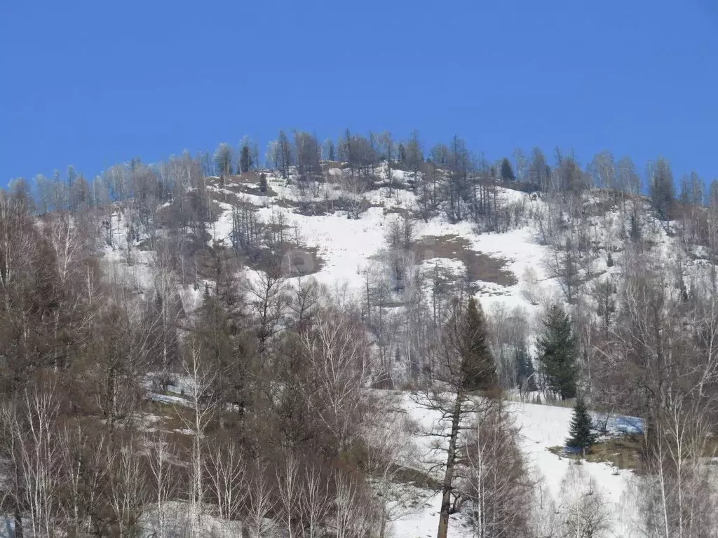 Участок в Алтай, Майминский район, с. Александровка ул. Ак-кырланская, ... - Фото 2