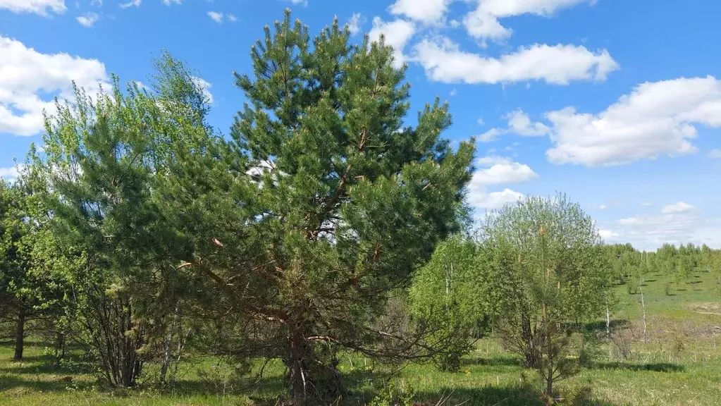 Участок в Тульская область, Заокский район, Страховское с/пос, Пашково ... - Фото 2