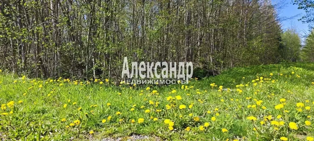 Участок в Ленинградская область, Тосненский район, Лисинское с/пос, ... - Фото 2