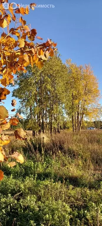 Участок в Приозерский район, Сосновское сельское поселение, деревня ... - Фото 1